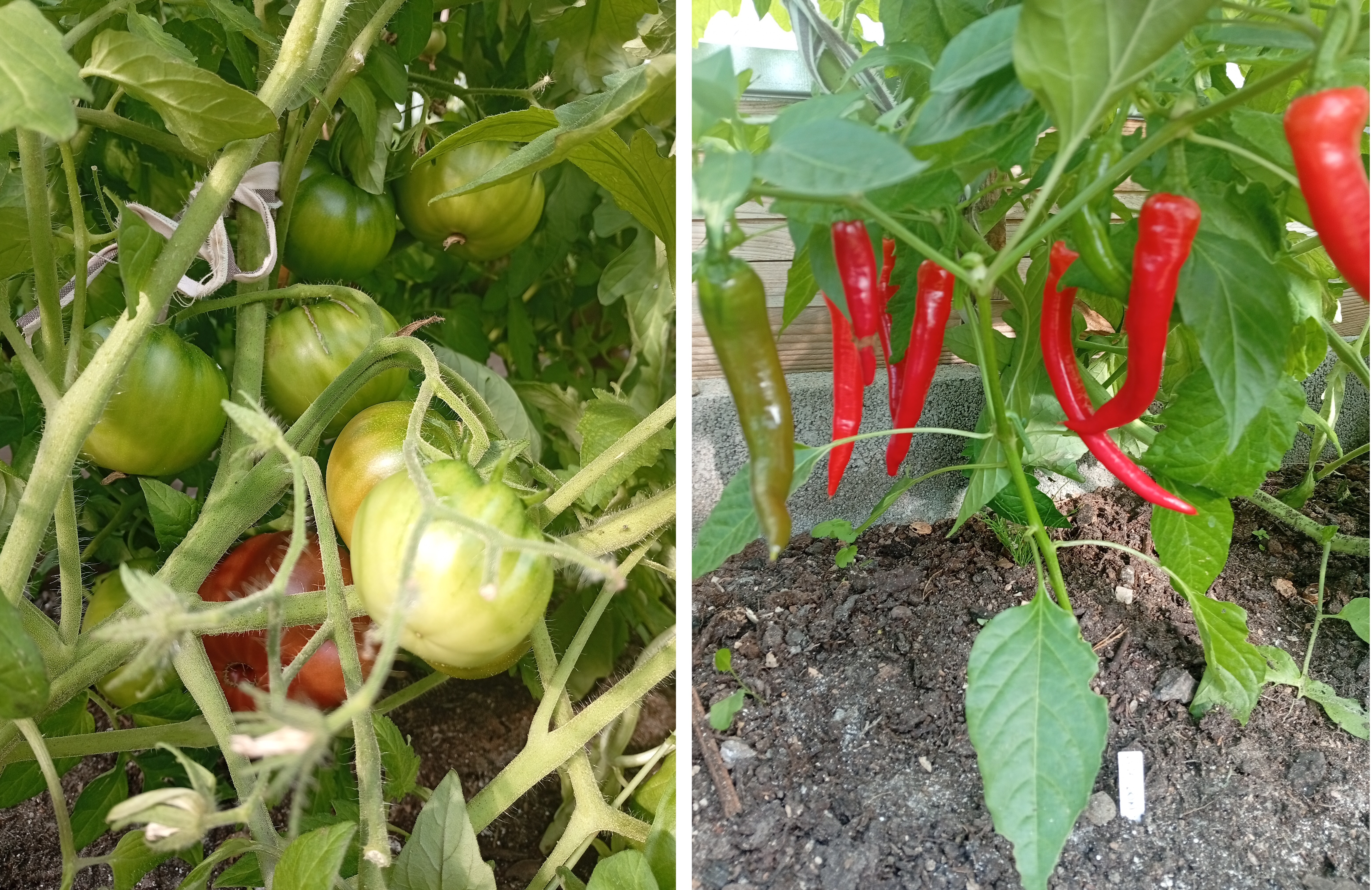 tšilli ja tomati kasvatamine kasvuhoones