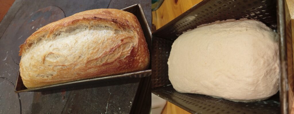 sourdough sandwich bread